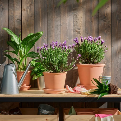 LAVANDULA, potted plant/lavender, 15 cm, 305.982.34
