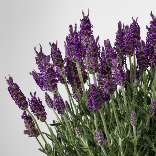 LAVANDULA, potted plant/lavender, 15 cm, 305.982.34