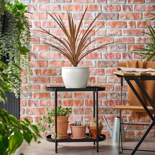 CORDYLINE INDIV, φυτό σε γλάστρα/δράκαινα, 17 cm, 306.041.31