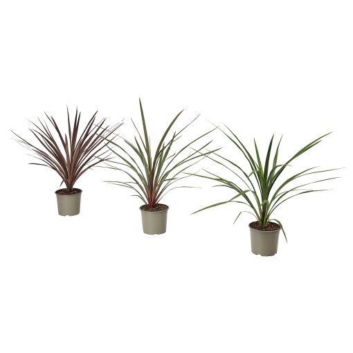 CORDYLINE INDIV, φυτό σε γλάστρα/δράκαινα, 17 cm, 306.041.31