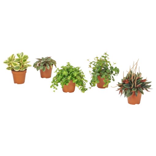 PEPEROMIA, φυτό σε γλάστρα, 12 cm, 405.751.28
