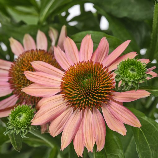 ECHINACEA, φυτό σε γλάστρα/κωνοφόρο άνθος, 17 cm, 405.923.83