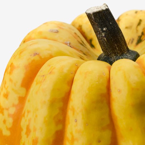 CUCURBITA, διακοσμητική κολοκύθα, 406.041.35