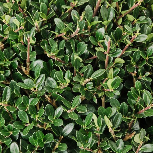 ILEX, potted plant/box-leaved holly, 21 cm, 505.982.33