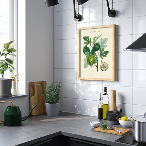 BILD, poster/fig plant, 40x50 cm, 506.019.85
