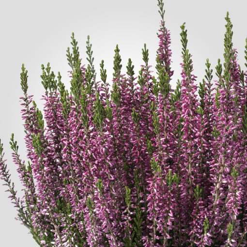 CALLUNA, φυτό σε γλάστρα/ερείκι, 13 cm, 506.041.30