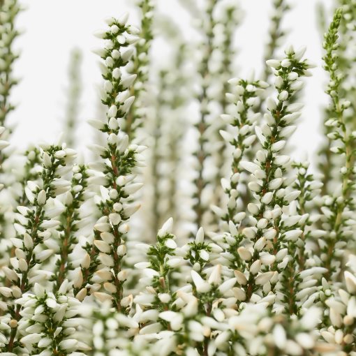 CALLUNA, φυτό σε γλάστρα/ερείκι, 13 cm, 506.041.30