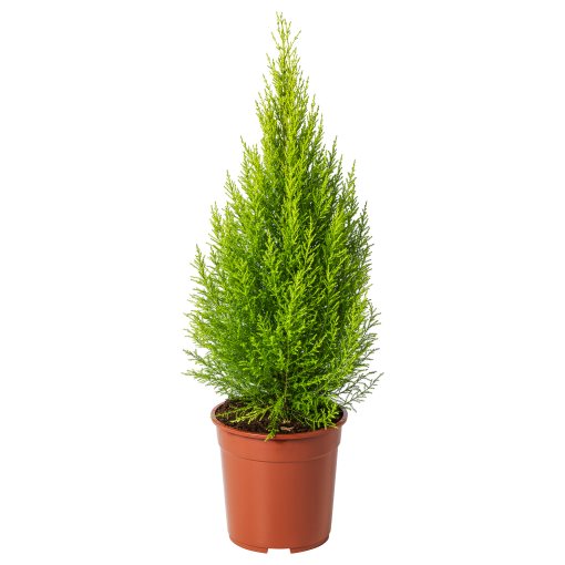 CUPRESSUS, φυτό σε γλάστρα/Κυπαρίσσι, 24 cm, 506.127.62