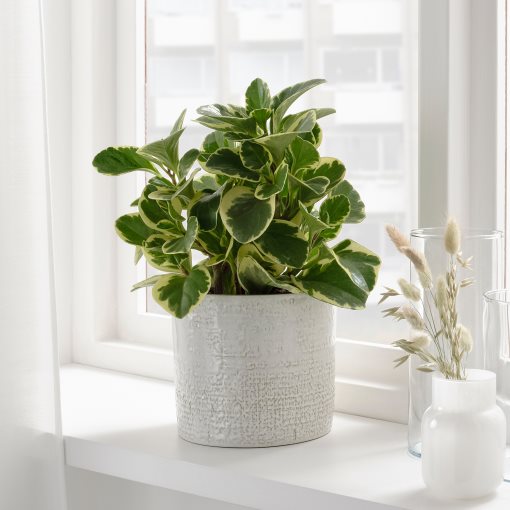 CHIAFRÖN, plant pot in/outdoor, 15 cm, 604.757.93