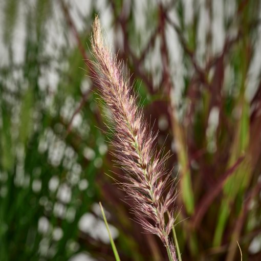 PENNISETUM, φυτό σε γλάστρα/πενισέτο, 17 cm, 605.923.82