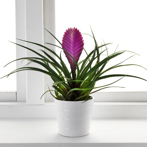 TILLANDSIA, Φυτό, 702.213.19