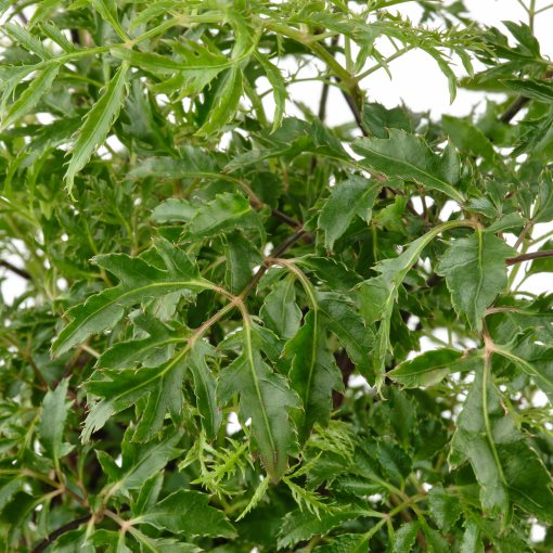 POLYSCIAS, φυτό σε γλάστρα με κασπό/μπονσάι, 14 cm, 705.532.81