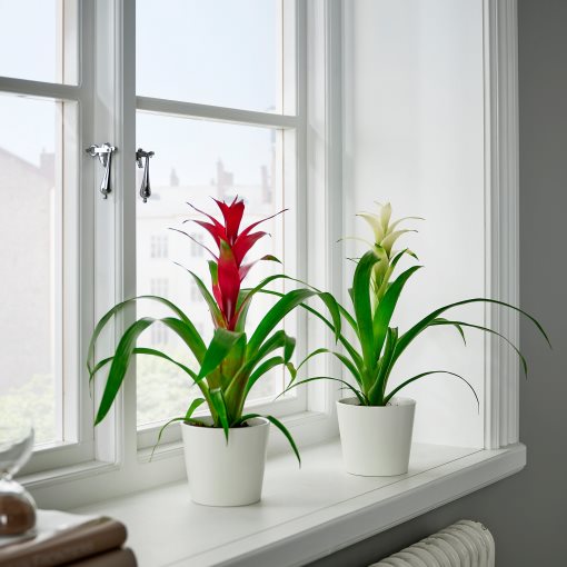 GUZMANIA, φυτό σε γλάστρα/φυτό Γκουζμάνια, 9 cm, 705.553.98