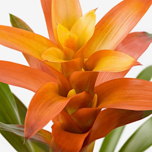 GUZMANIA, φυτό σε γλάστρα/φυτό Γκουζμάνια, 9 cm, 705.553.98