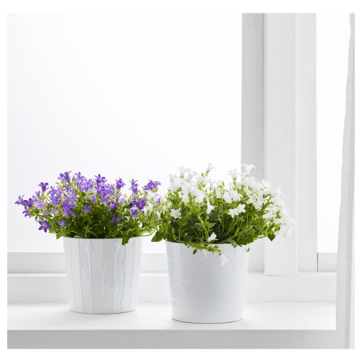 CAMPANULA, potted plant/Bell flower, 10.5 cm, 705.697.34