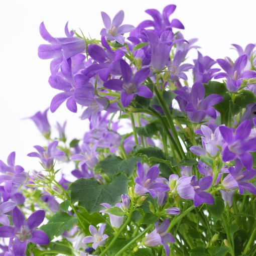 CAMPANULA, potted plant/Bell flower, 10.5 cm, 705.697.34