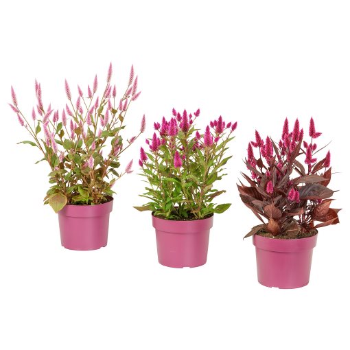CELOSIA, φυτό σε γλάστρα/κήλεος, 19 cm, 705.982.32