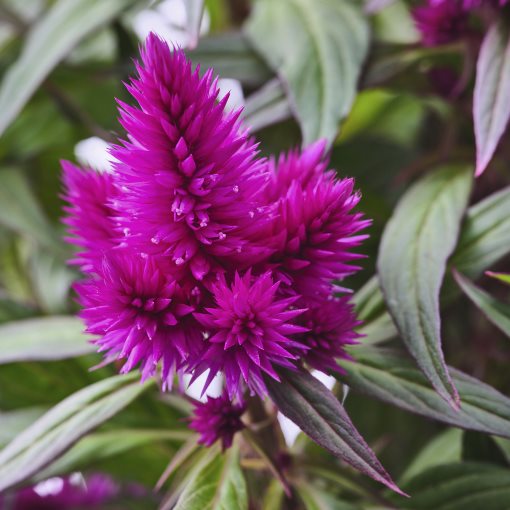 CELOSIA, φυτό σε γλάστρα/κήλεος, 19 cm, 705.982.32