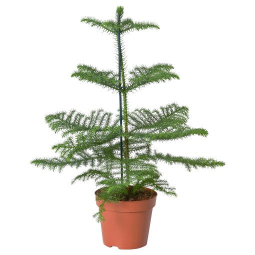 ARAUCARIA, potted plant/Norfolk island pine, 17 cm, 706.126.00