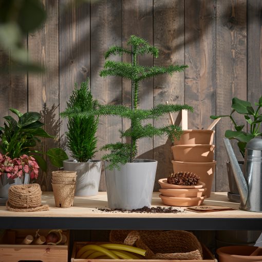 ARAUCARIA, potted plant/Norfolk island pine, 17 cm, 706.126.00