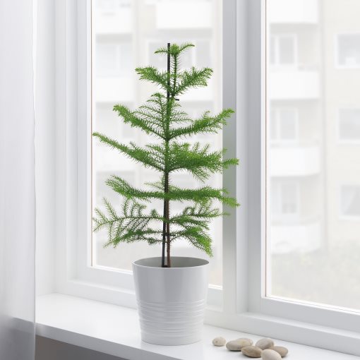 ARAUCARIA, potted plant/Norfolk island pine, 17 cm, 706.126.00