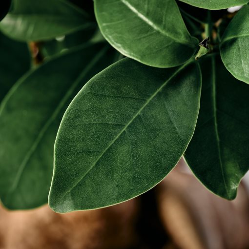 FICUS, potted plant with pot/bonsai, 12 cm, 706.183.86
