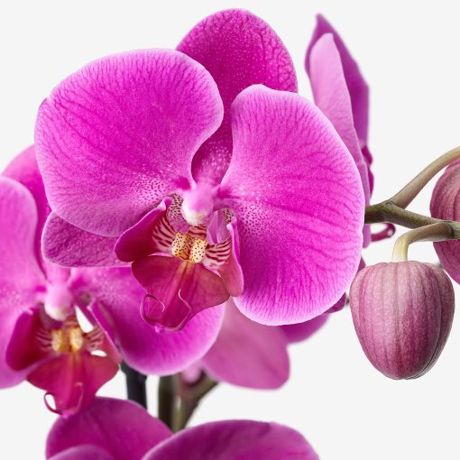PHALAENOPSIS, potted plant,  Orchid/cascade 1 stem, 803.291.64