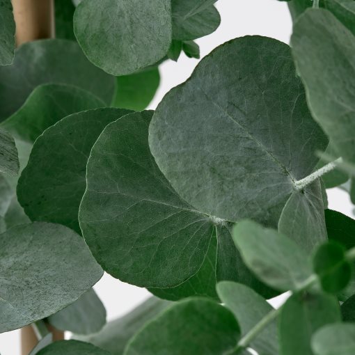 EUCALYPTUS/ANTH, φυτό σε γλάστρα/ευκάλυπτος, 17 cm, 806.041.38