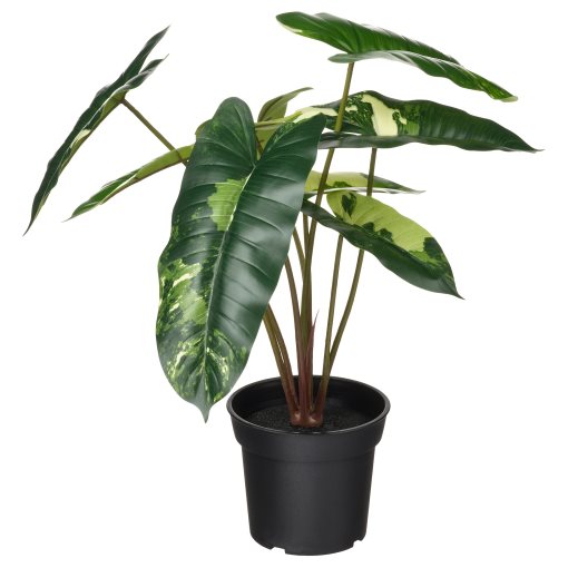 FEJKA, artificial potted plant in/outdoor/Philodendron, 15 cm, 906.008.56