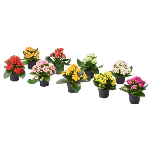 KALANCHOE, potted plant/Flaming Katy, 6 cm, 906.041.33