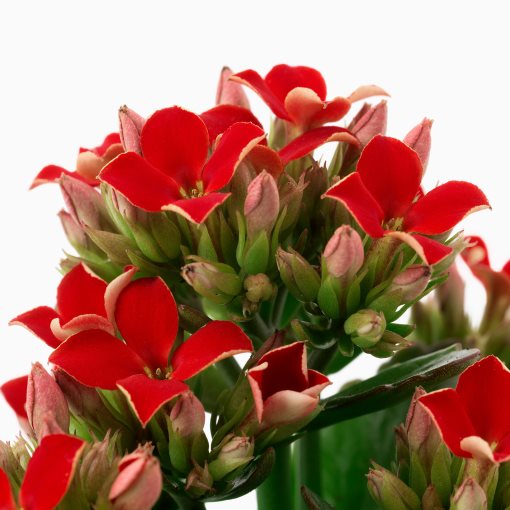 KALANCHOE, potted plant/Flaming Katy, 6 cm, 906.041.33