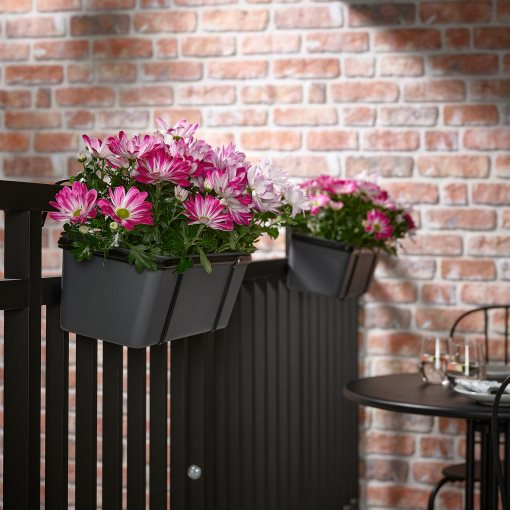 CHRYSANTHEMUM, φυτό σε γλάστρα/Χρυσάνθεμο, 15 cm, 906.127.60