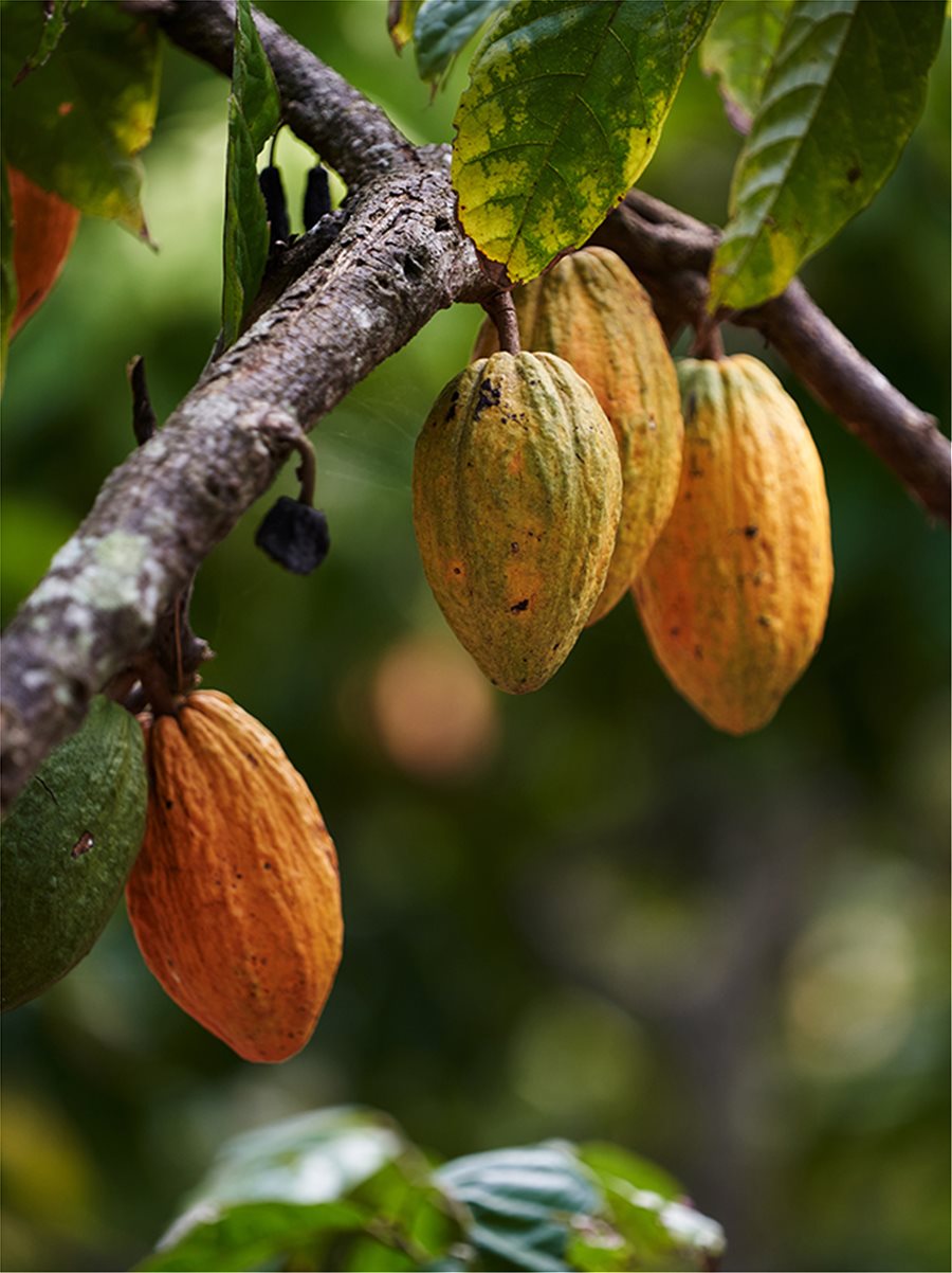 Η σοκολάτα που επιλέγετε σημαίνει πολλά