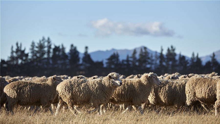 Μαλλί από υπεύθυνη παραγωγή – καλό για εσάς και για τον πλανήτη