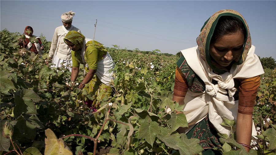 Καλύτερο βαμβάκι