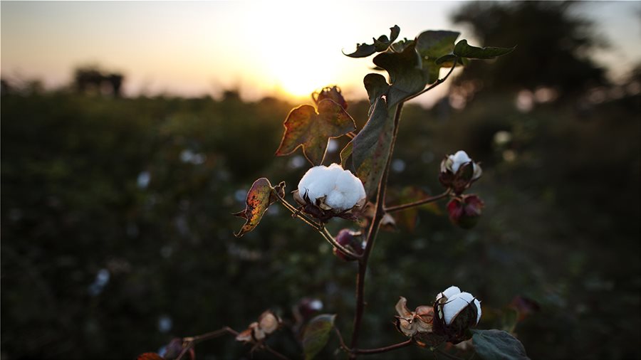 100% δέσμευση για πιο βιώσιμο βαμβάκι