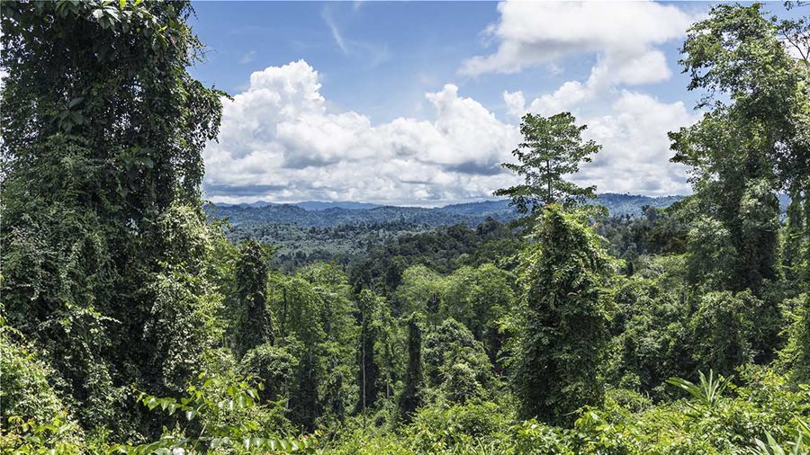 Sow a Seed: Ένα πρόγραμμα για τα δάση