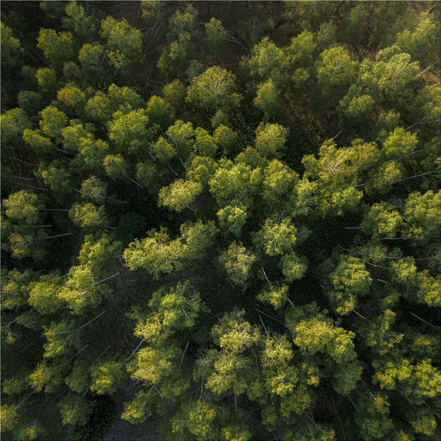 Ξύλο και δασοκομία