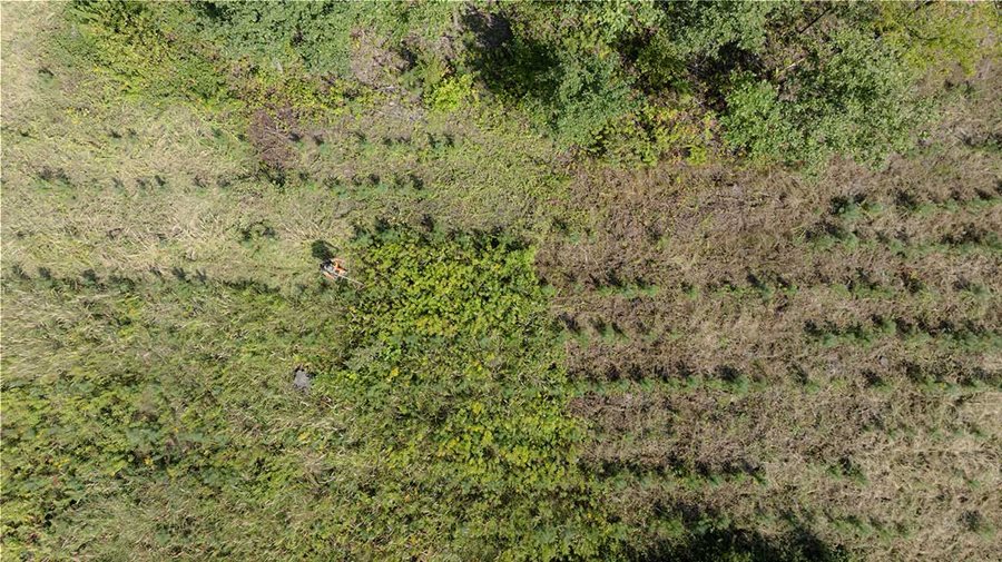 WWF και IKEA: Παραπάνω από 20 χρόνια εποικοδομητικής συνεργασίας