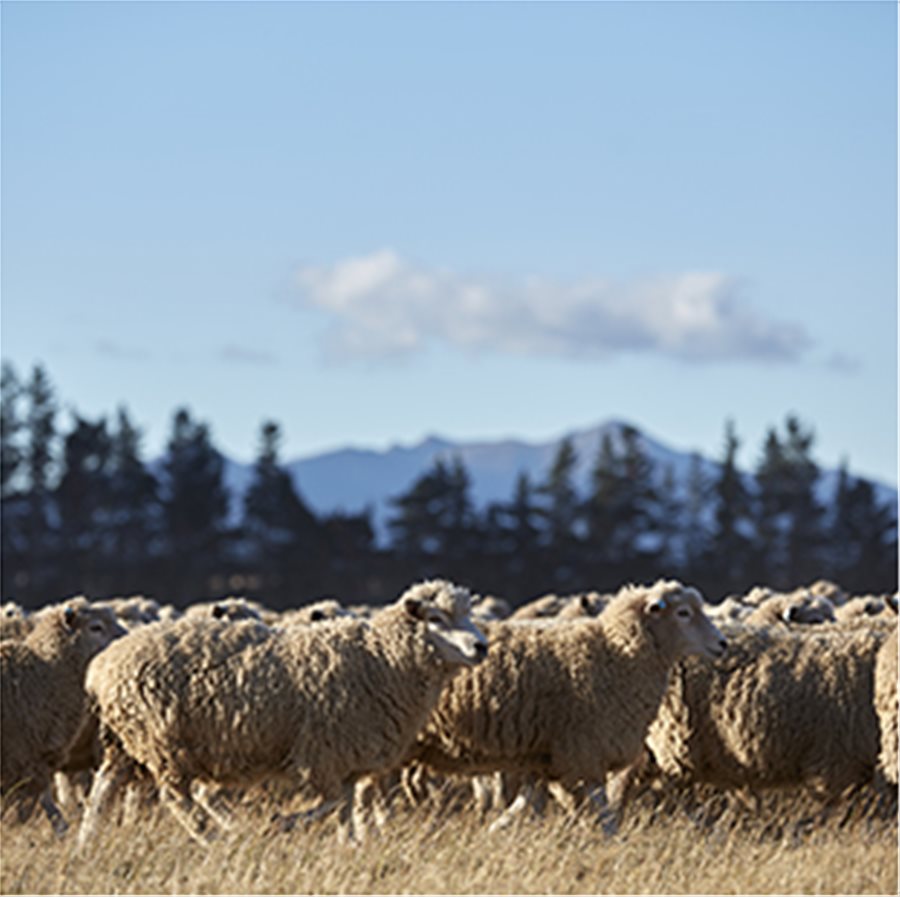 Θέλουμε όλο τα μαλλί που χρησιμοποιούμε να είναι βιώσιμο