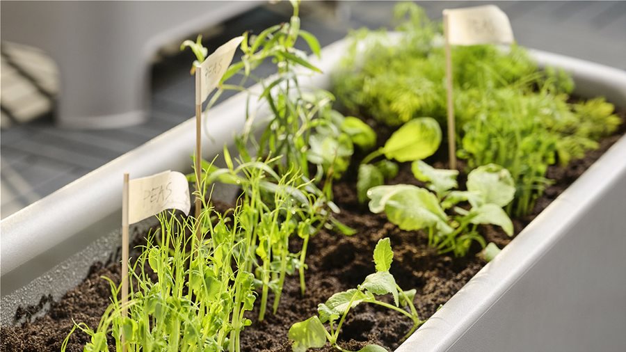 Βότανα από τη γλάστρα σας